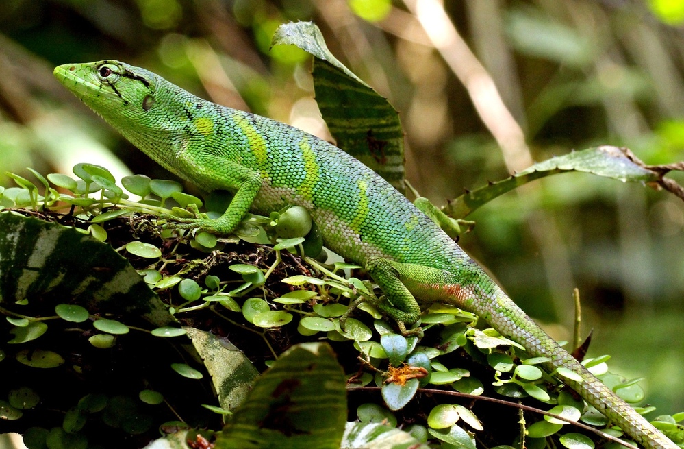Polychrus marmoratus