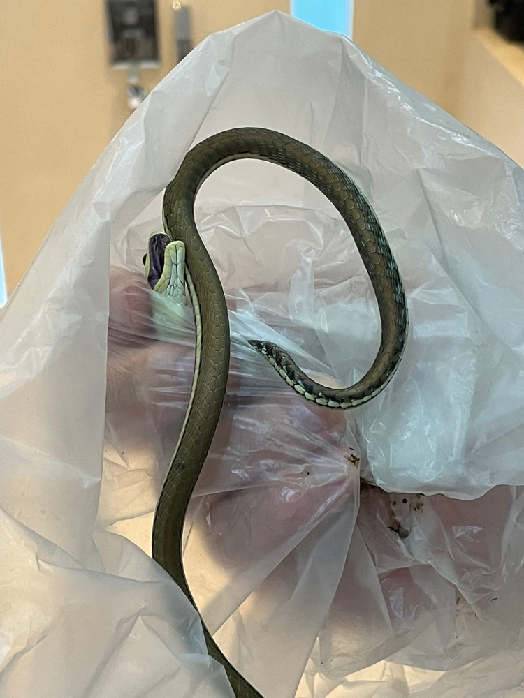 Неизвестная змея