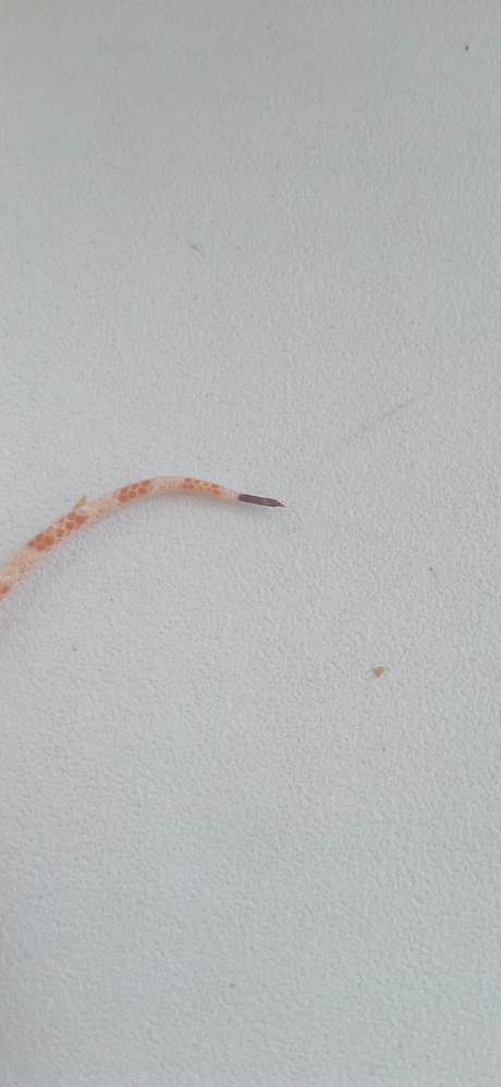 Маисовый полоз, кончик хвоста