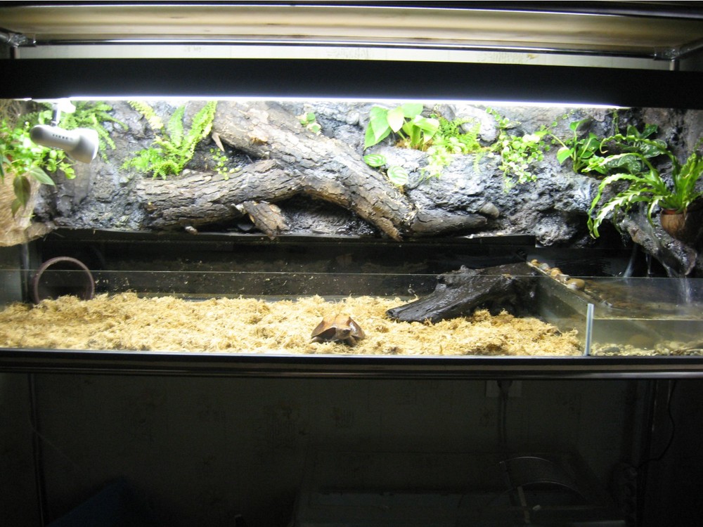 тер пиксидеи 