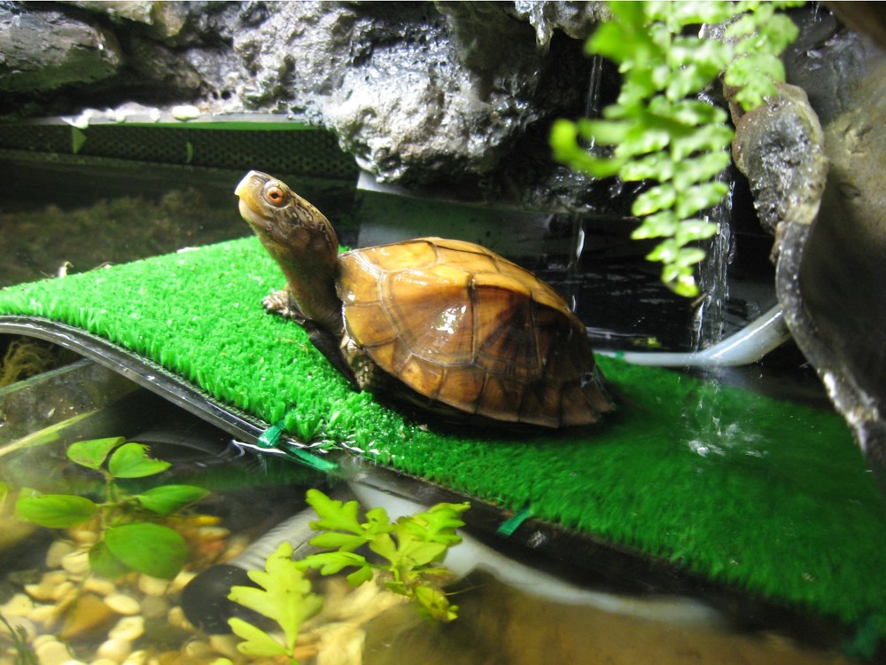 тер пиксидеи