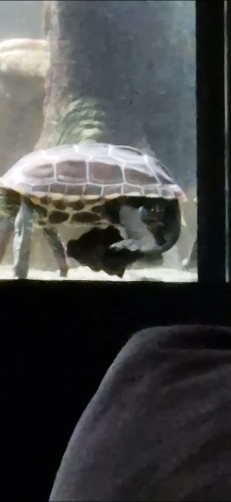 Трехкилевая