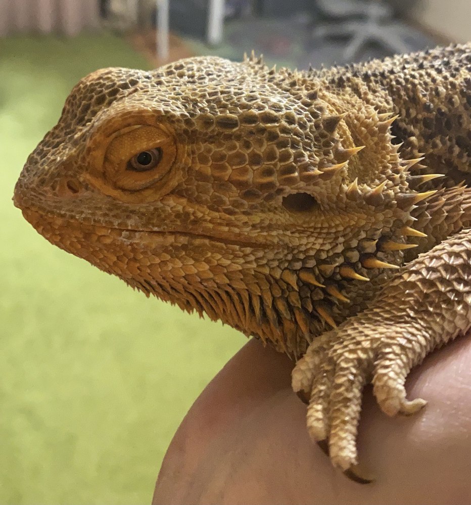 Агама в дар