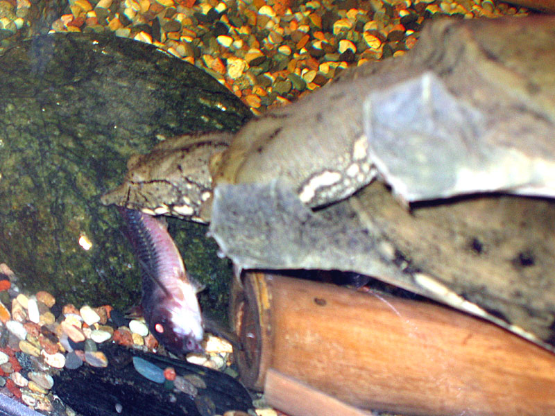 Любителям коридорасов посвящается