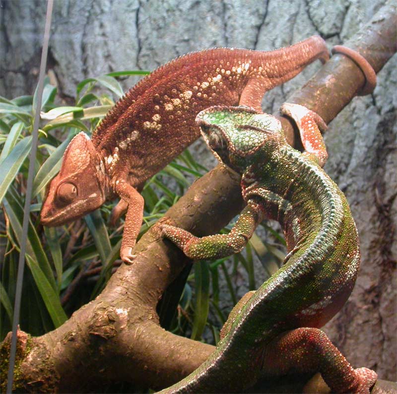 Осторожно! Хамелионы.