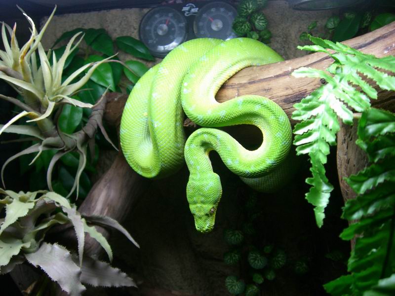 Morelia viridis