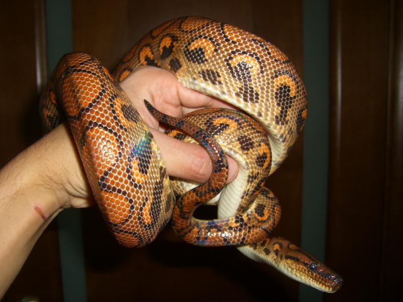 Epicrates cenchria cenchria