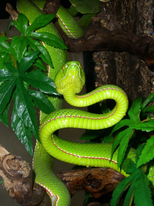Trimeresurus stejnegeri