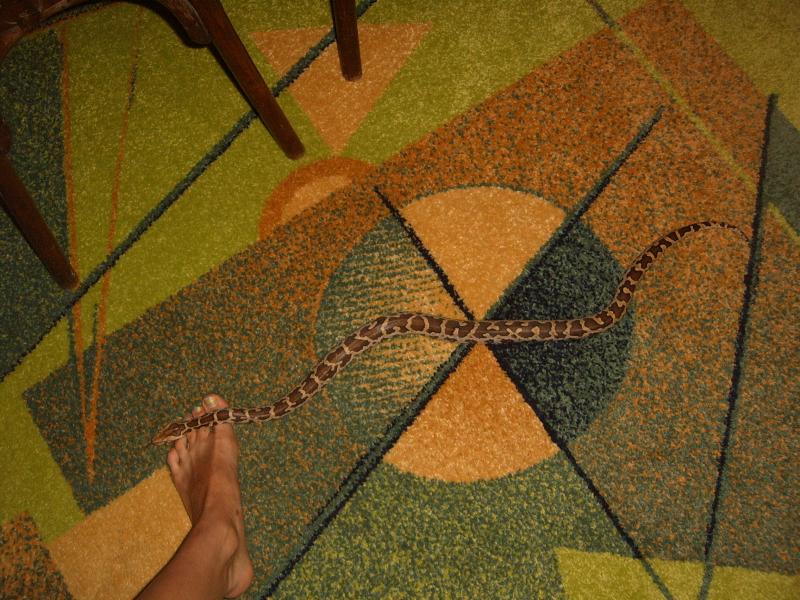 Бегемот подрос