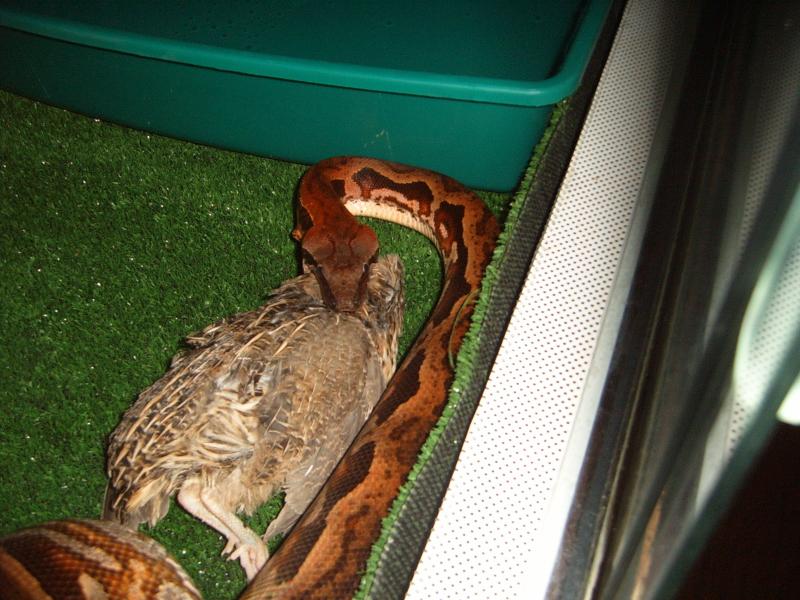 Любимая перепёлка