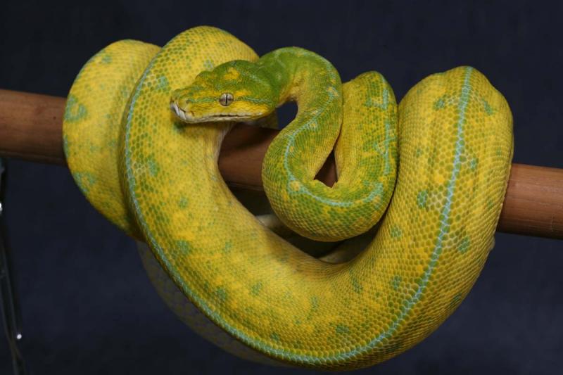 Взрослая Jayapura