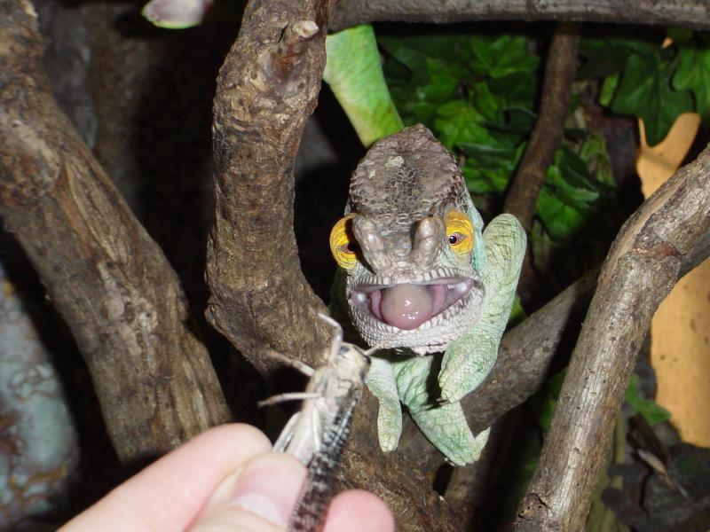 Хамелеон Парсона