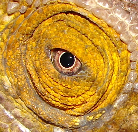 Хамелеон Парсона