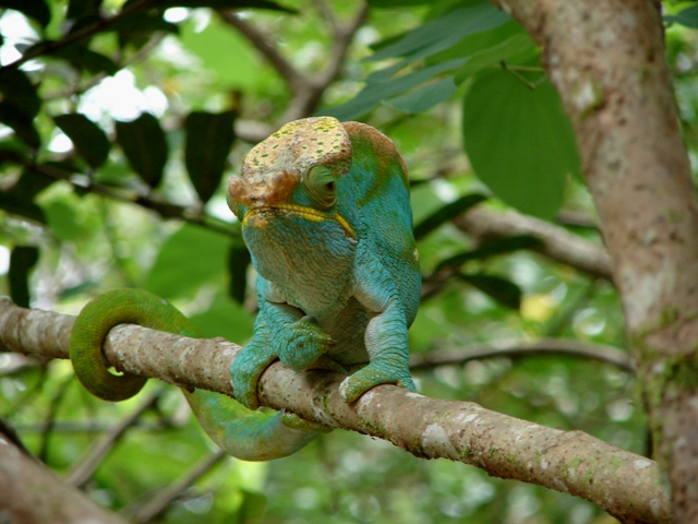 Хамелеон Парсона