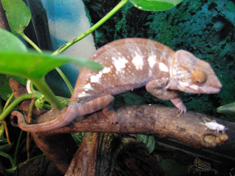 Furcifer pardalis