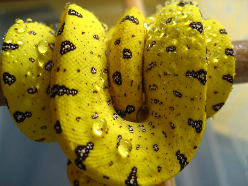 Morelia viridis (Merauke)