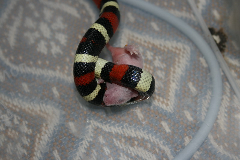 Lampropeltis triangulum campbelli1