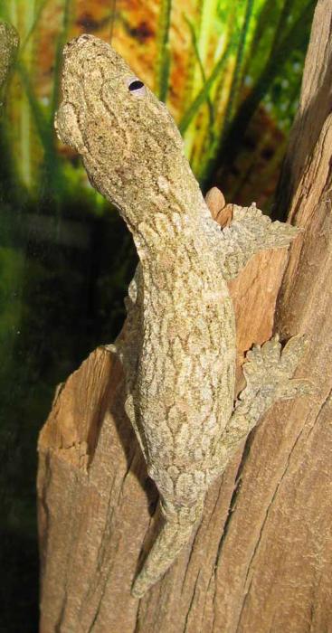 Rhacodactylus leachianus henkeli2