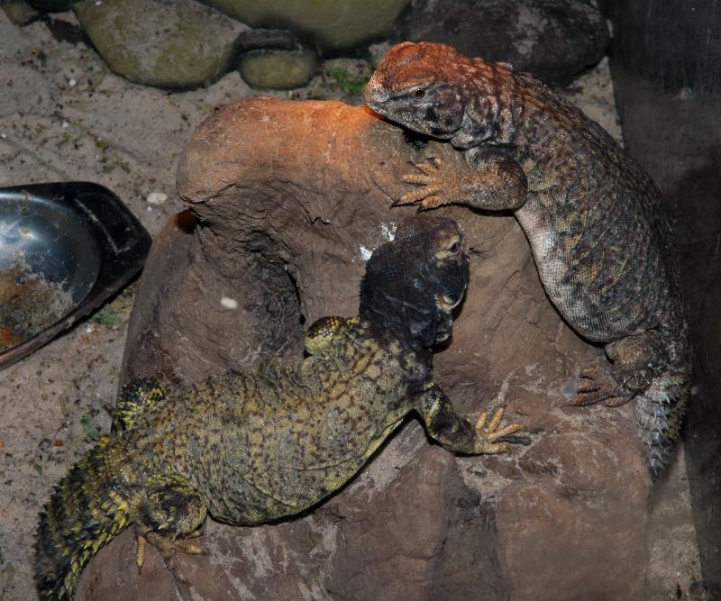 Uromastyx
