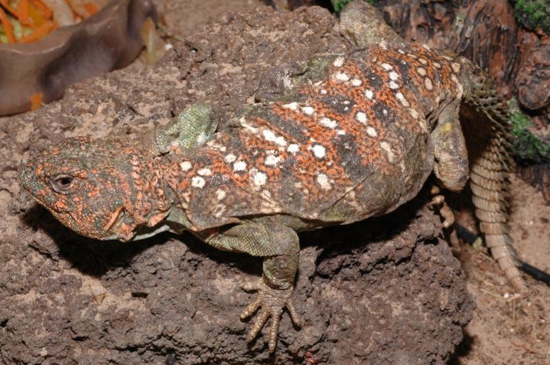 Uromastyx 5