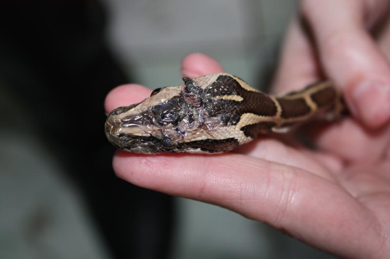 покусанный питон 2