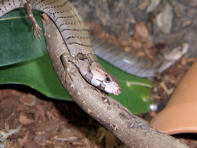 cyclodomorphus gerrardi