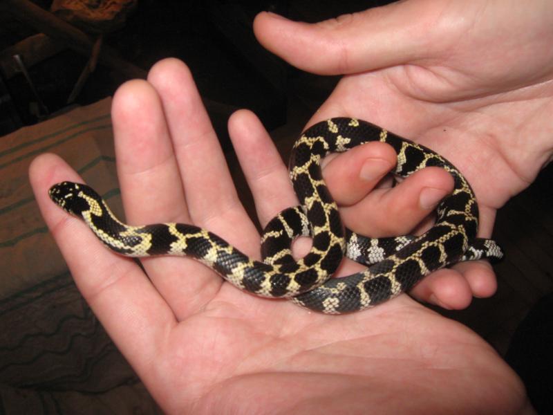 californica aberrative