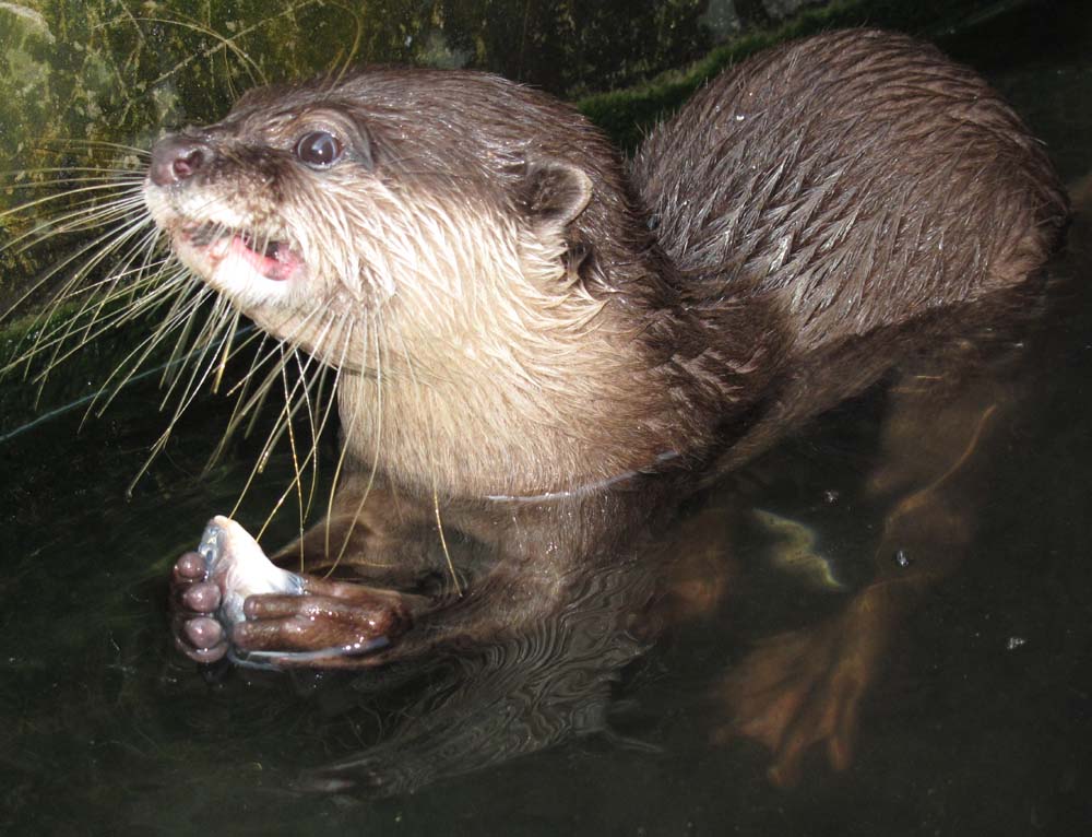 Выдра бескоготная, Ява