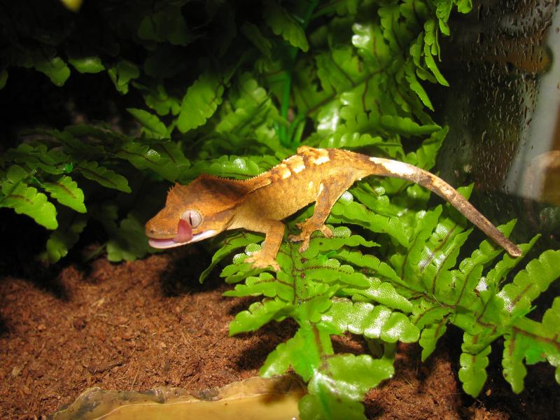 Crexted Gecko (Кузя)