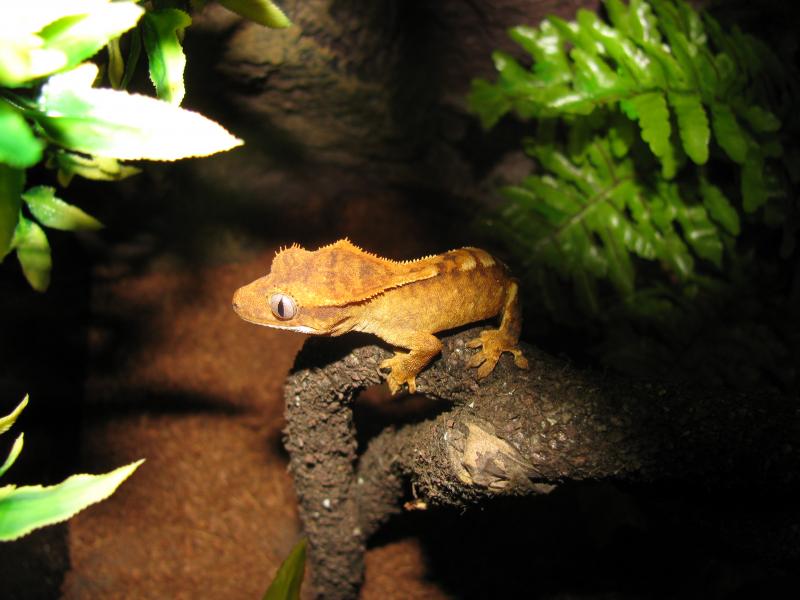 Gecko