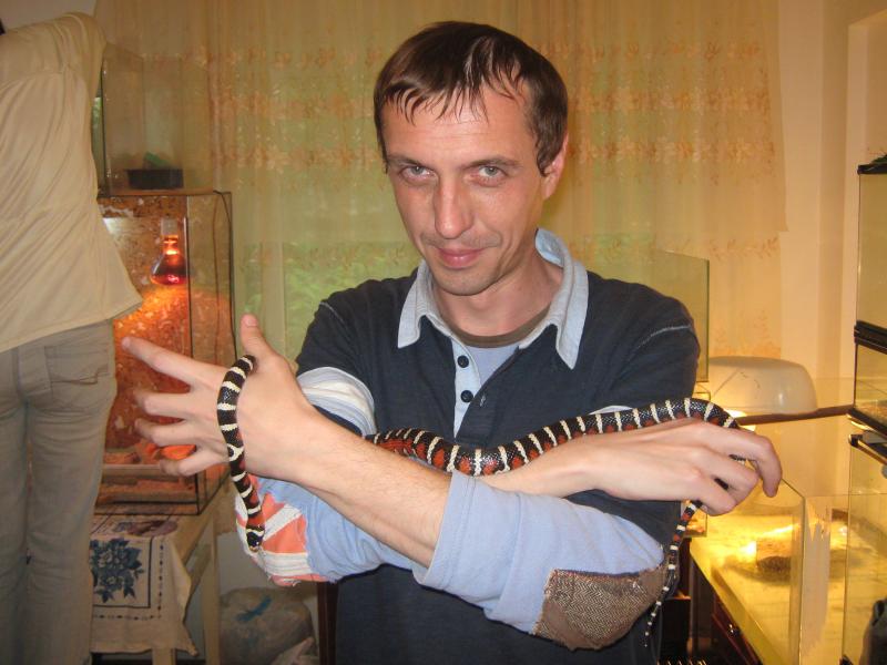 Новая самка pyr. woodini! Ура