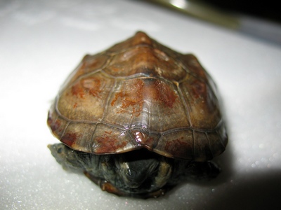 Chinemys reevesi Трёхкилевая китайская