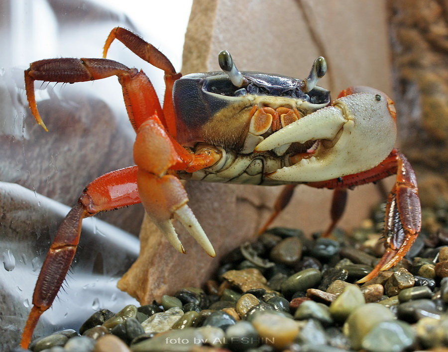 Радужный краб.