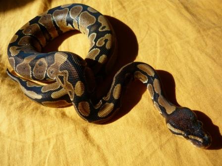 Малышка Оззи