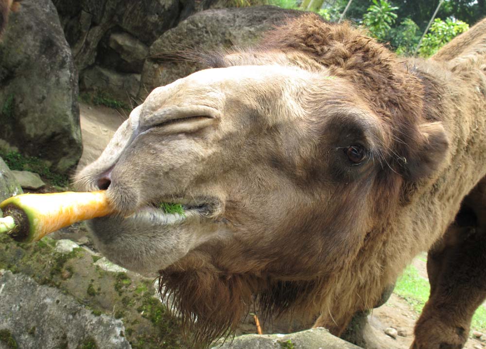 Морква сахарная