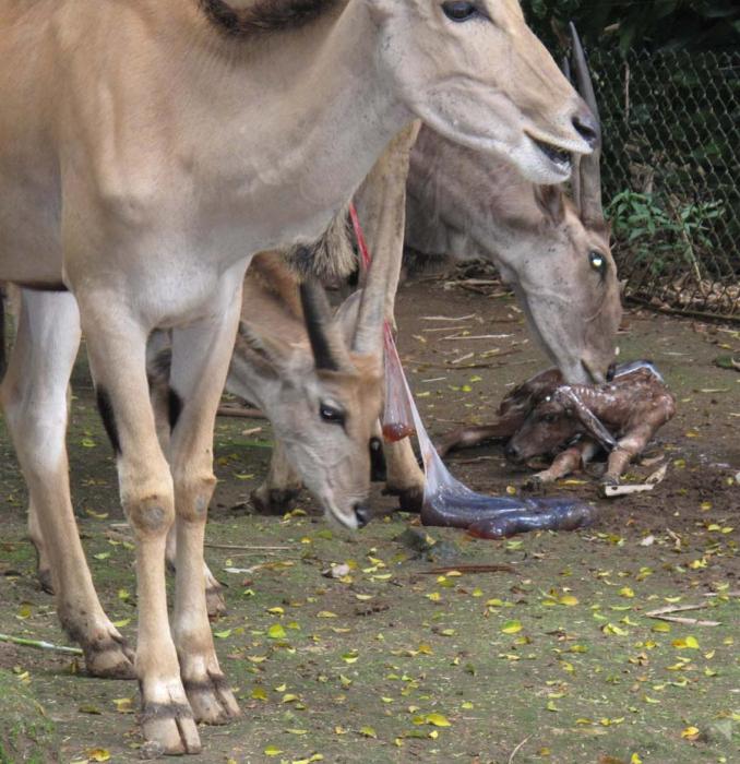 Народилси...