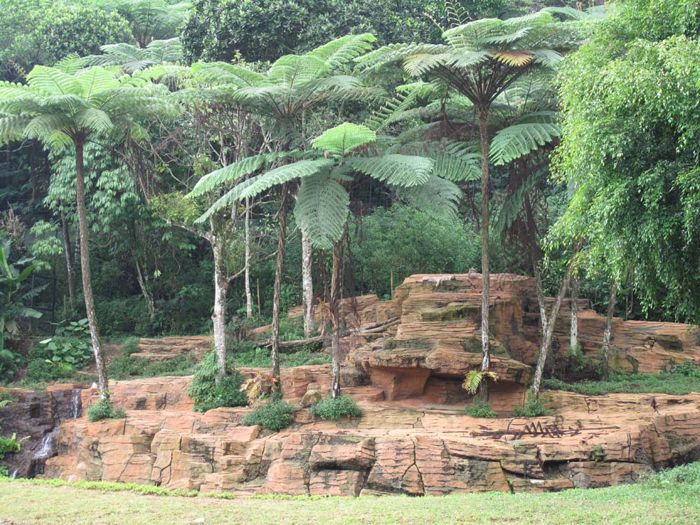 Новая вольера для пум