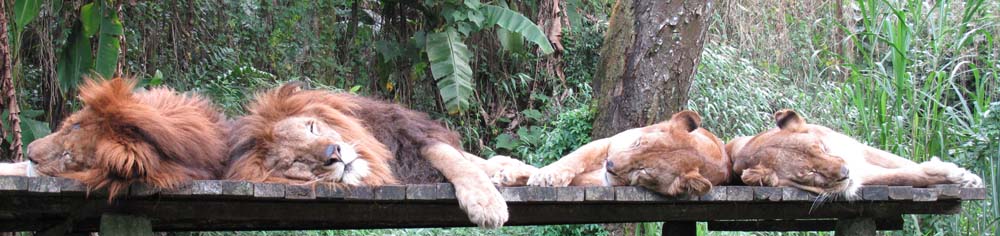 Львиная доля