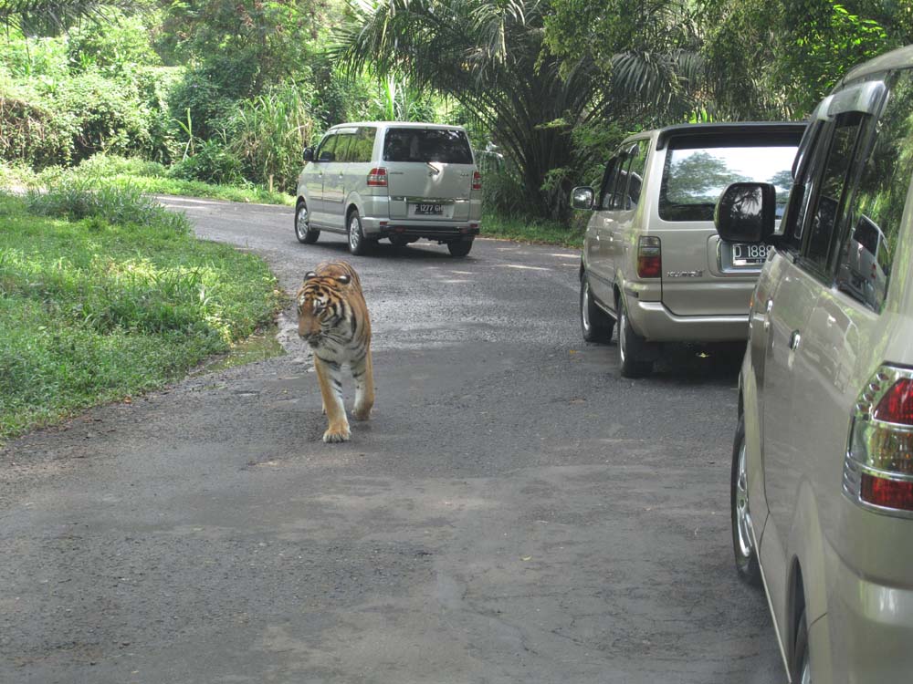 Любимый зверь!