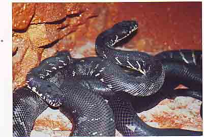 Те самые первые бёлени