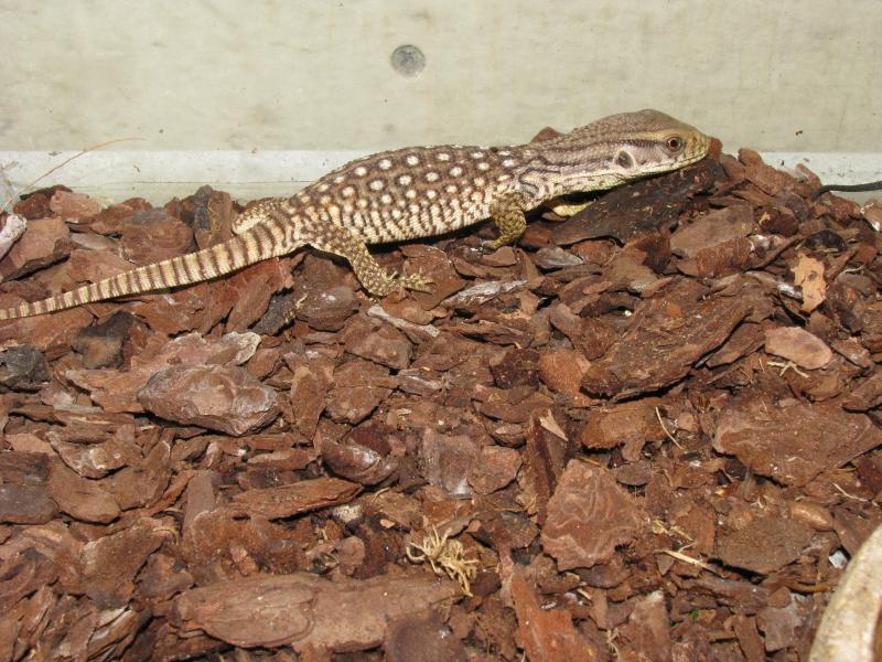 Varanus exanthematicus