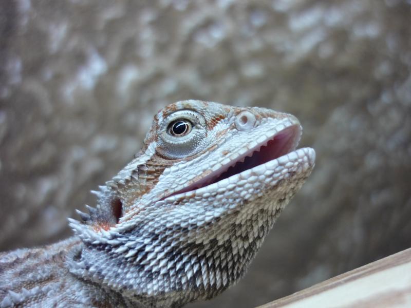 маленький агрессор