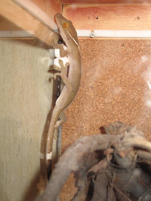 ну чем не курица