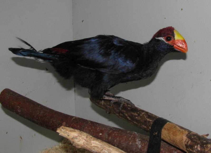 Violet Turaco Musophaga violacea