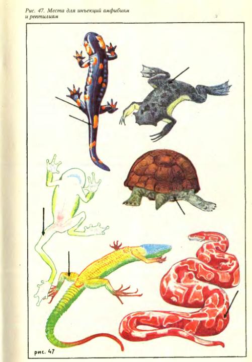 колоть сюда