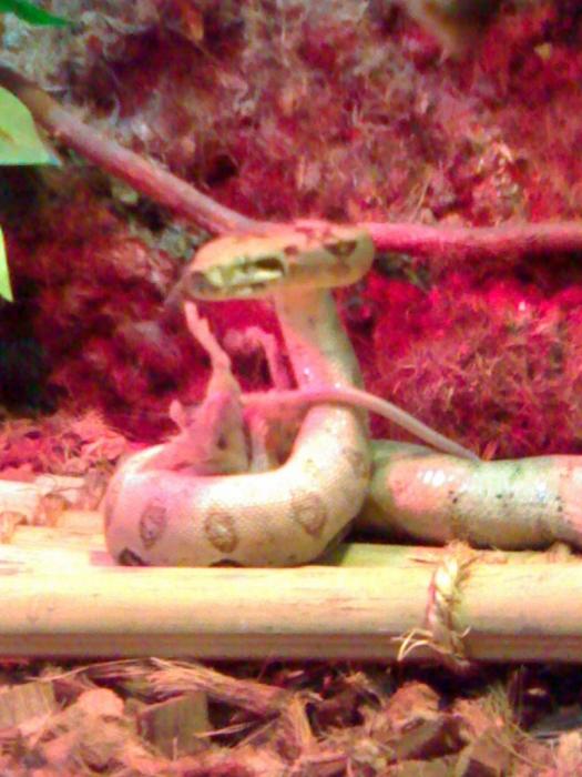 Просто кобра :)