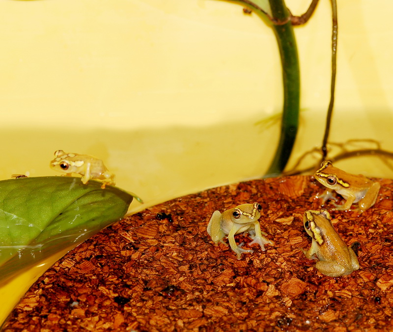 Hyperolius puncticulatus