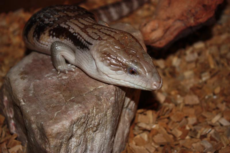 сиянеязыковый сцинк