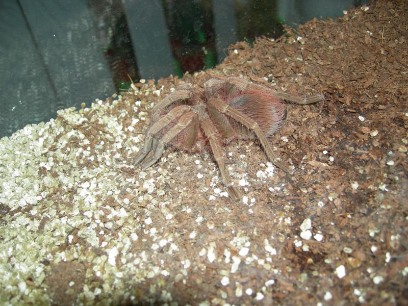 Pamphobeteus fortis
