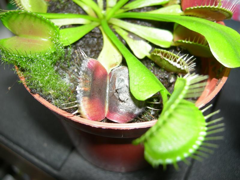 Дионея «Венерина мухоловка»